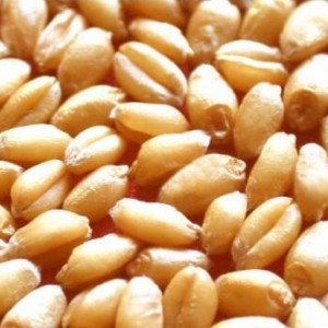 养殖求购：玉米、高粱、小麦、大豆