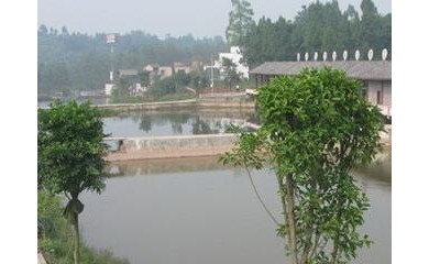 广州鱼苗增殖培训服务，日亿鱼苗场