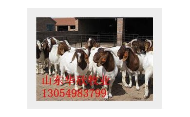 湖南怀孕波尔山羊价格，四川怀孕波尔山羊价格