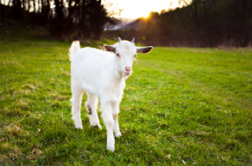 羊奶粉十大品牌，哪种品牌的羊奶粉最适合你的口味？