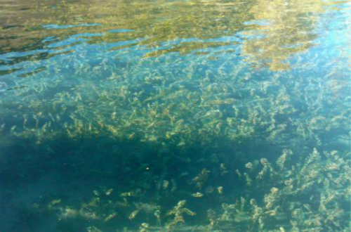 螺旋藻十大品牌，什么牌子的螺旋藻对人们身体最好？