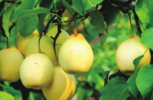 云和雪梨品牌 和爱的人一起，去云和吃雪梨吧！