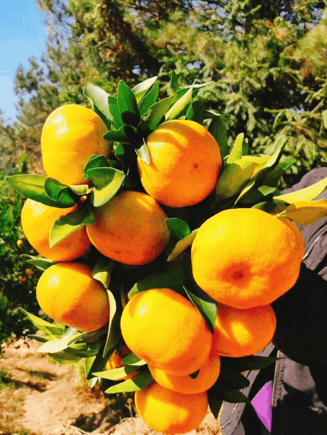 科研加持，打造永春柑橘好品牌