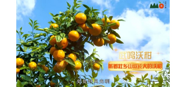 武鸣沃柑的品牌升级之路：壮乡文化赋能品牌