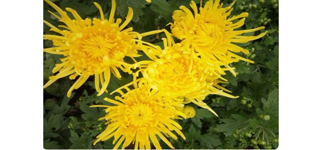 “中国菊花之乡”，安阳市林州市茶店镇太行菊花